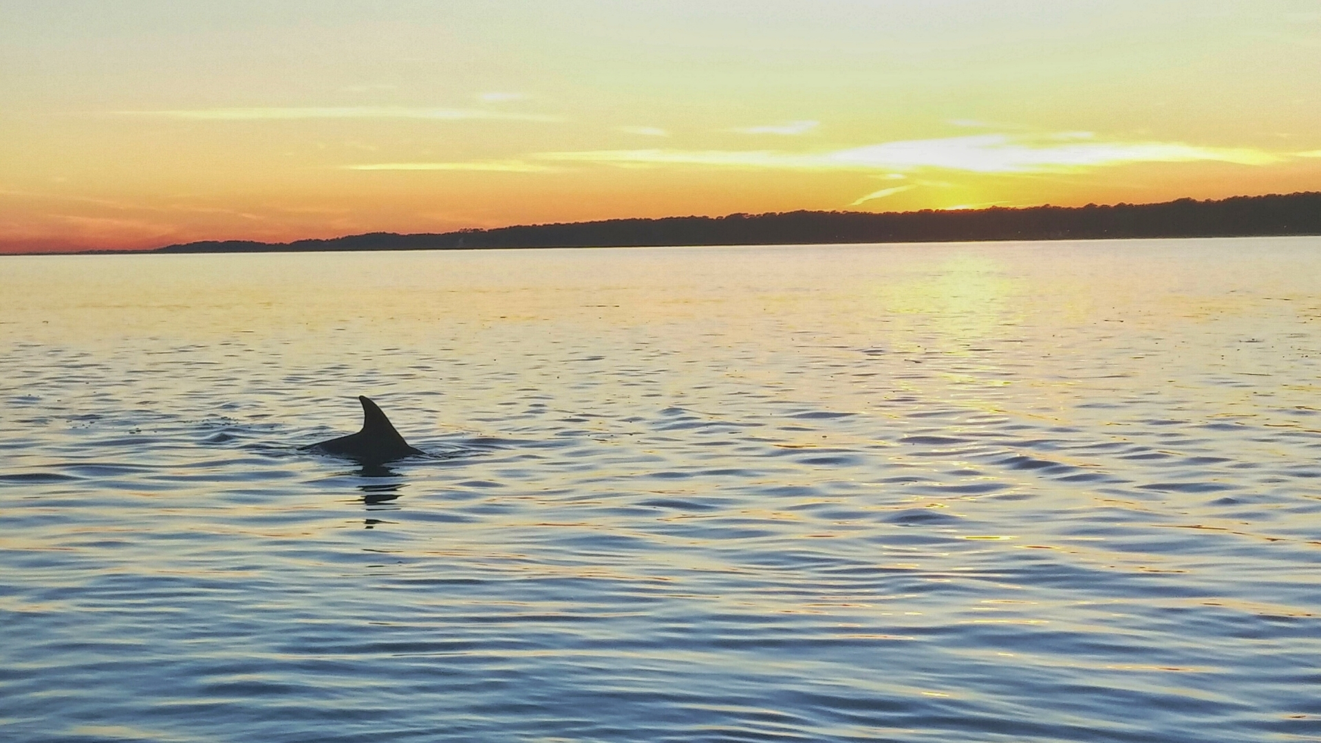 Atlantic Bottlenose Dolphin at Sunset