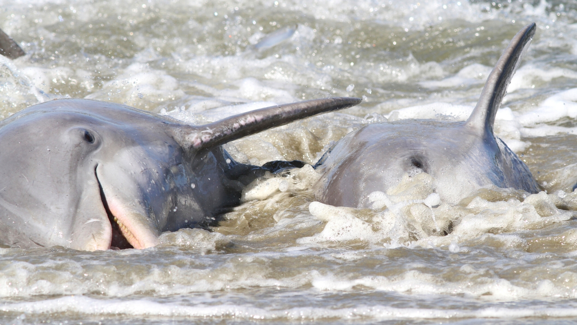 Dolphins Strand Feeding on Kiawah Island at Captain Sams Inlet