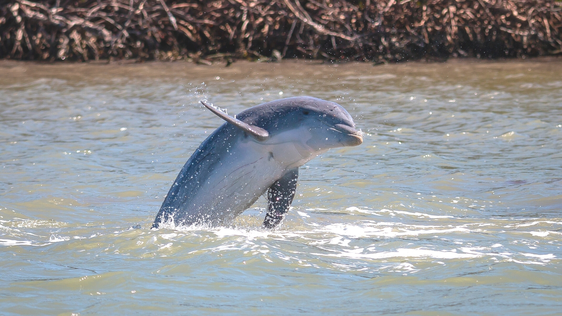 Dolphins on Kiawah Island