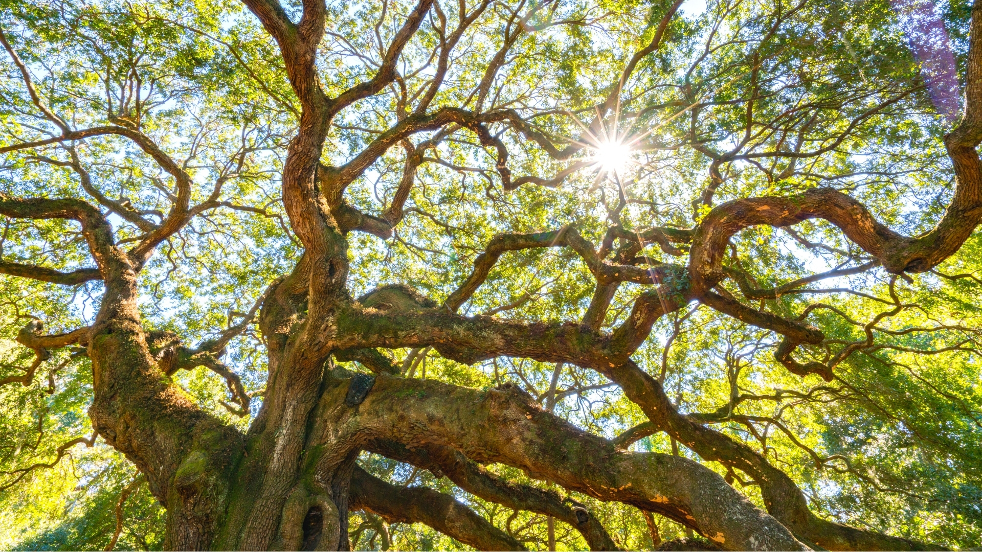 Angel Oak Tree - Lowcountry Marvel