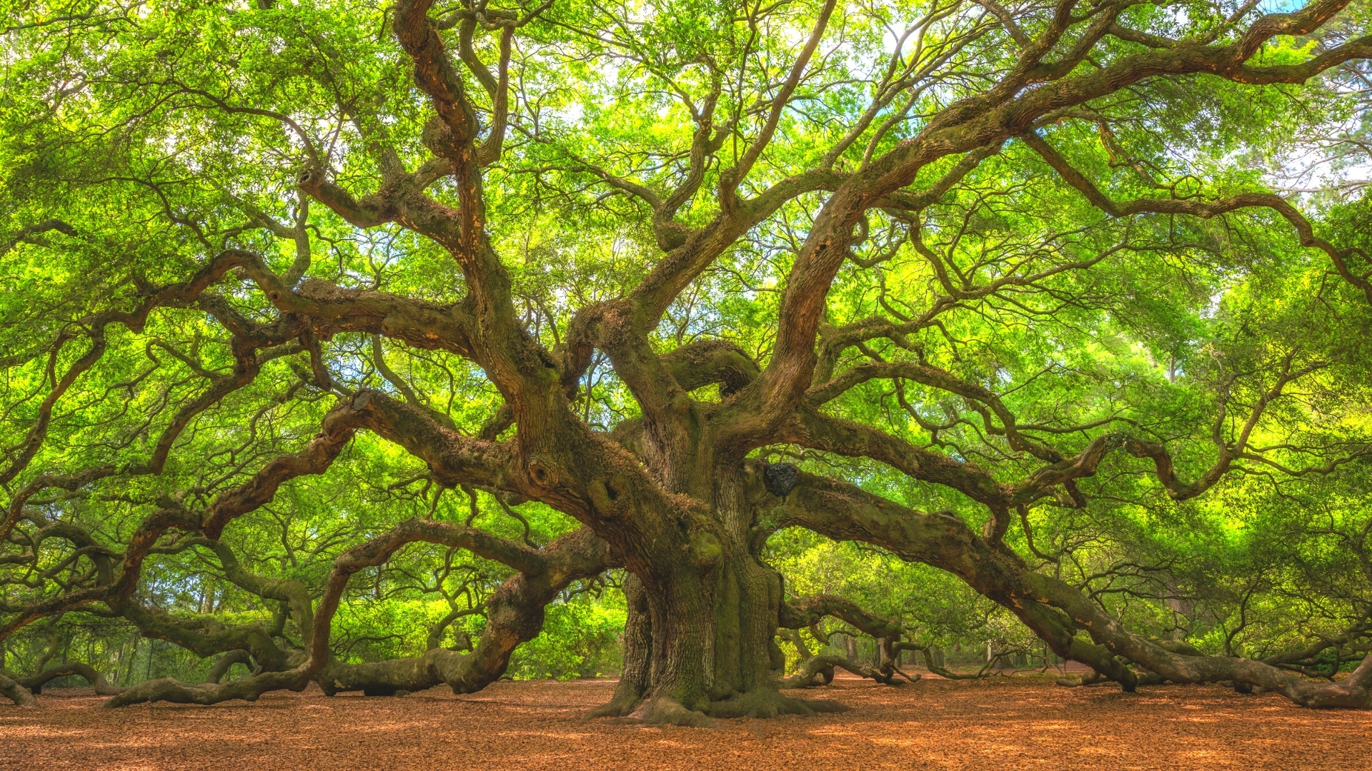 Why the Angel Oak Tree Should be on Your Bucket List