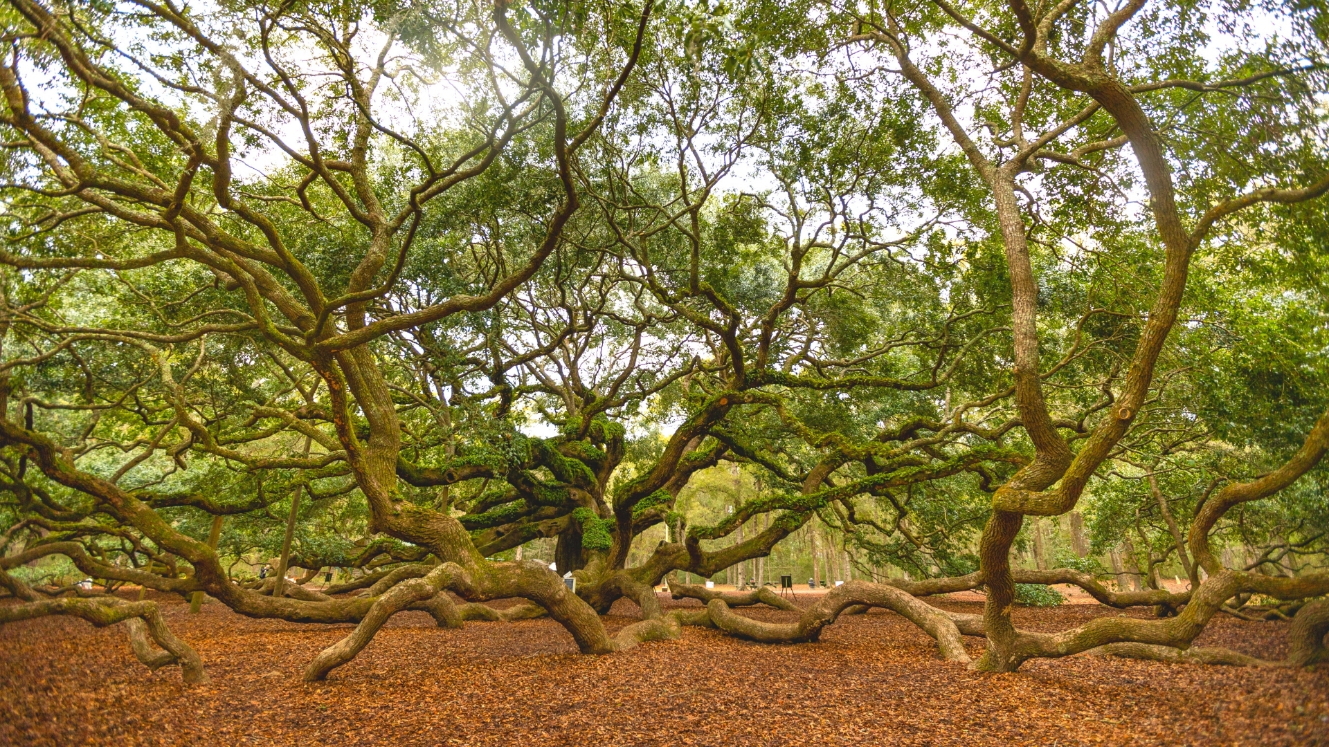 Oldest Living Tree - Angel Oak Tree