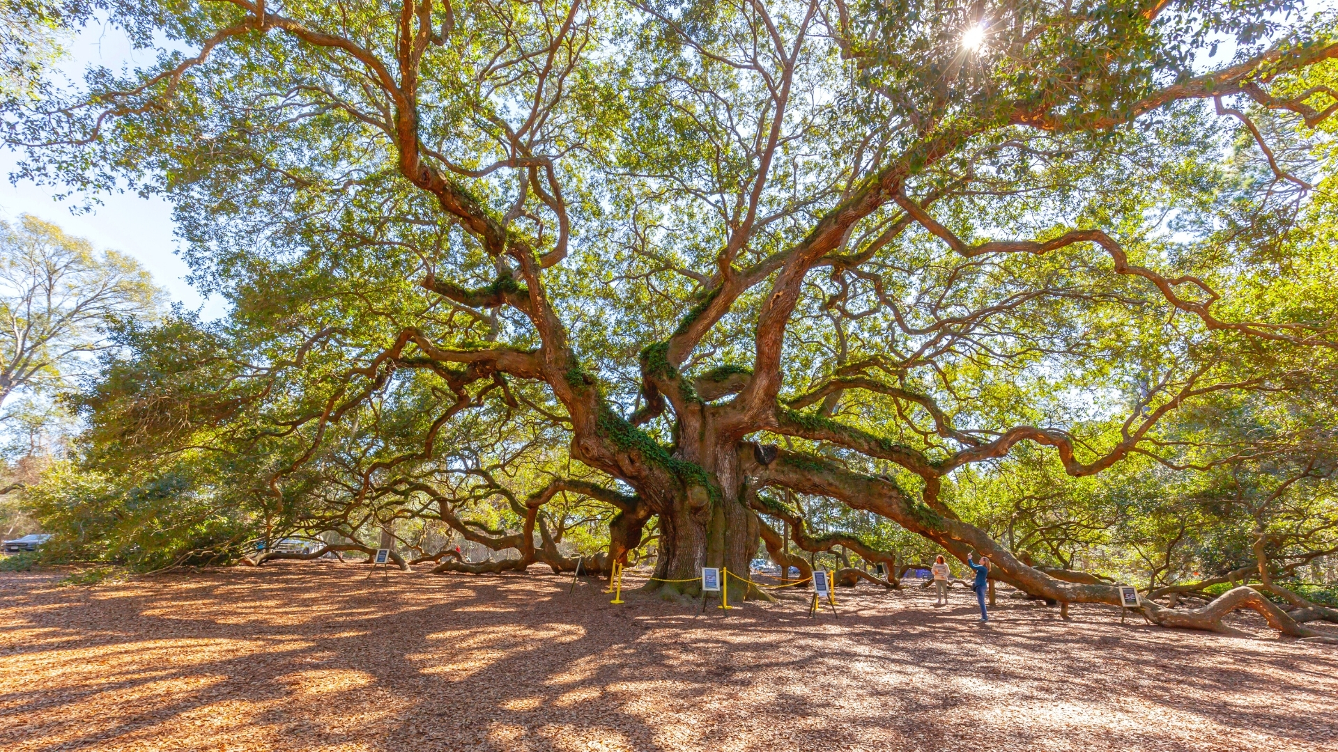 Visit the Angel Oak Tree - Charleston SC