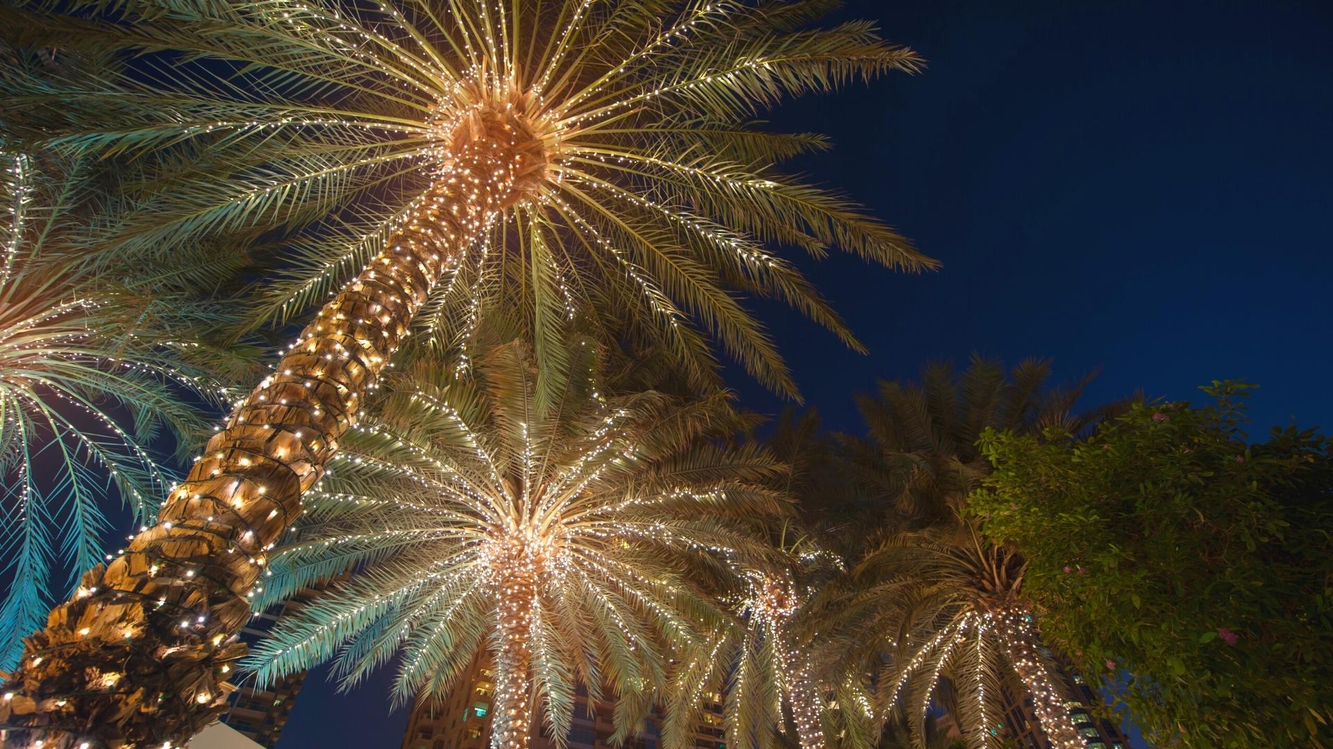 Palm Tree Christmas Lights in South Carolina